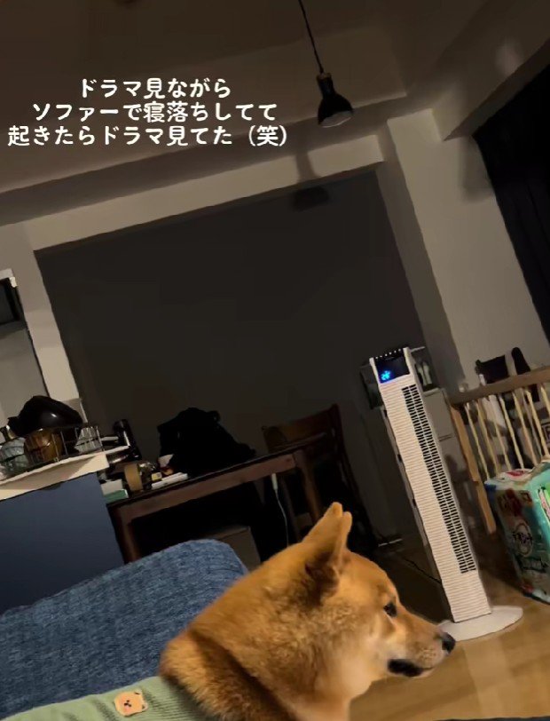 「いいところなんだから邪魔しないで」