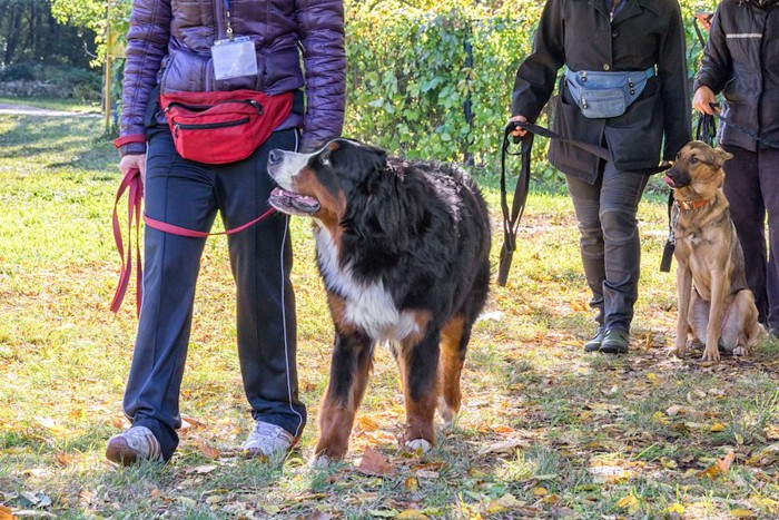 大型犬のウォーキングの様子