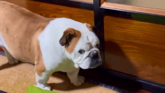 鼻を鳴らすまめちゃん