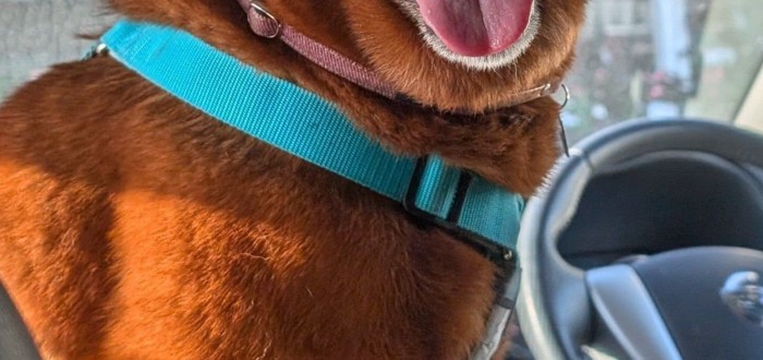 車内で笑顔を見せる犬
