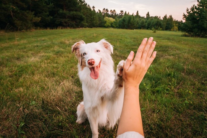 笑顔でハイタッチする犬