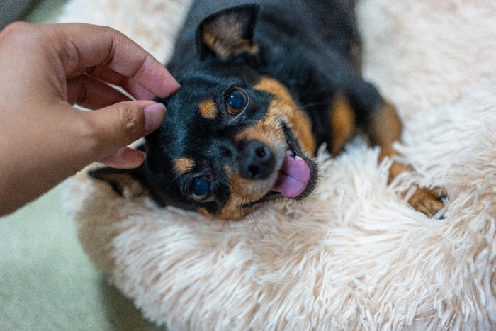 甘えている笑顔の犬