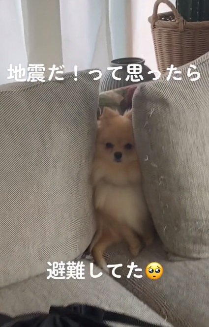 ソファにいたぽんちゃん