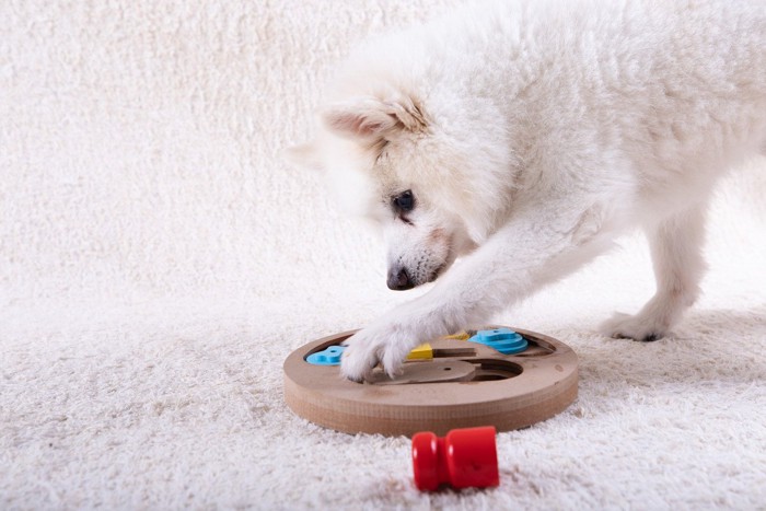 おもちゃで遊ぶ犬