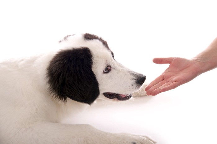 犬に手を差し出す