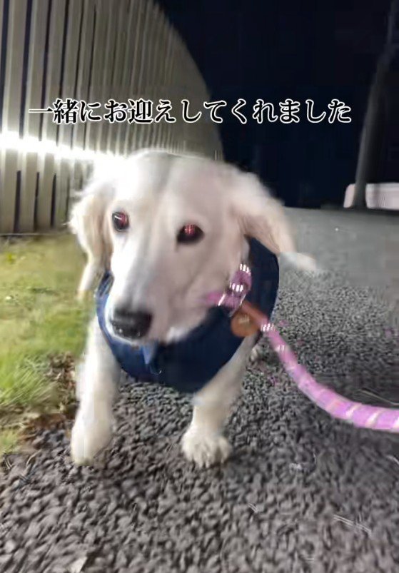 ペットショップにいた琥珀ちゃん