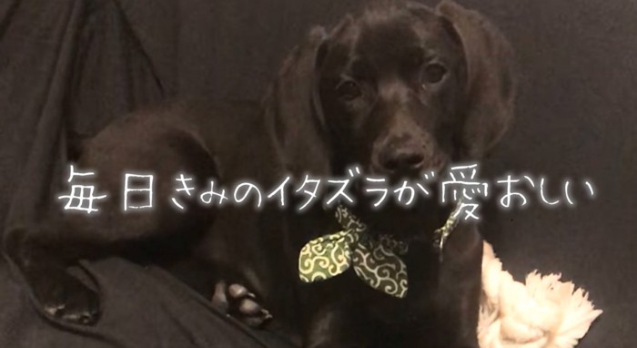 ソファに座る子犬