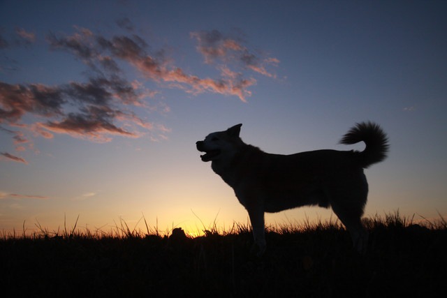 夕焼けと犬