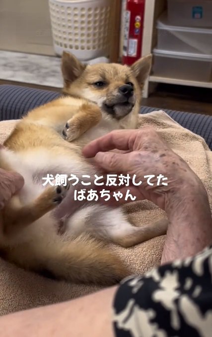 お腹を見せるこむぎちゃん