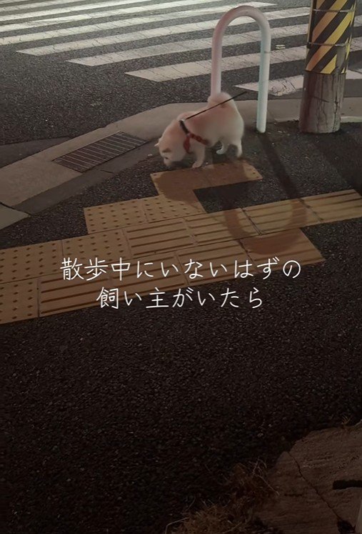 飼い主さんに気付いていません