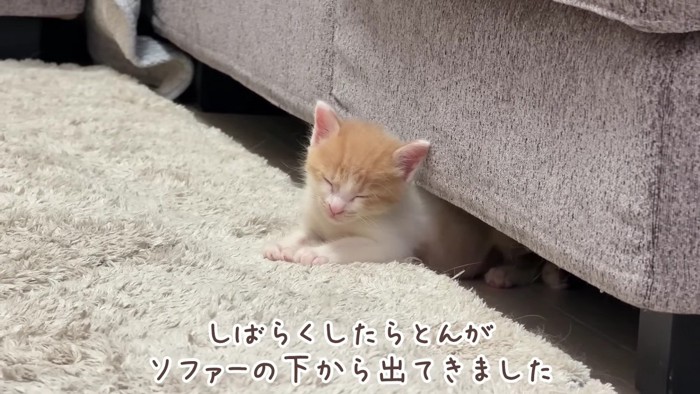 顔を出した子猫