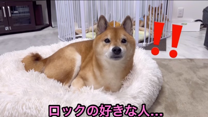 顔を上げる柴犬