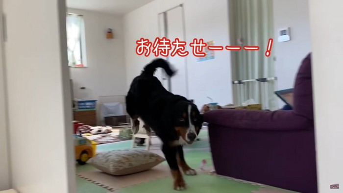 戻ってくる大型犬