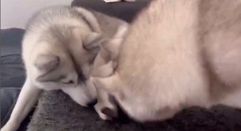 くぅちゃんを離さないりりたん6