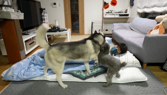 衝突したハスキー犬とトイプードル