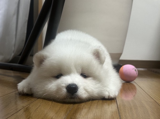 おもち