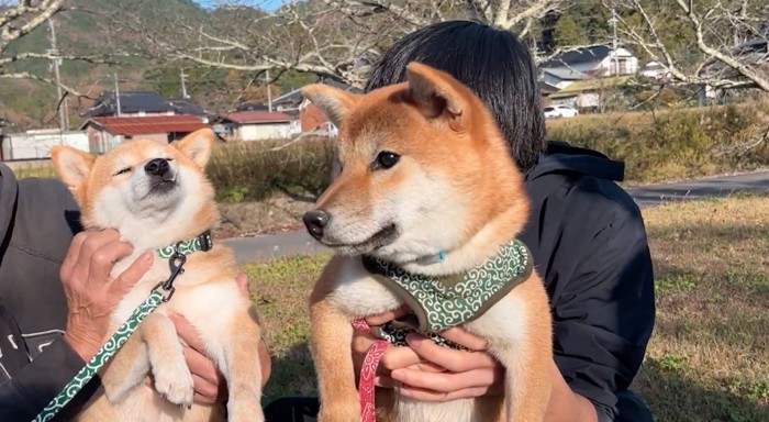 それぞれの飼い主に抱き上げられる2頭の犬
