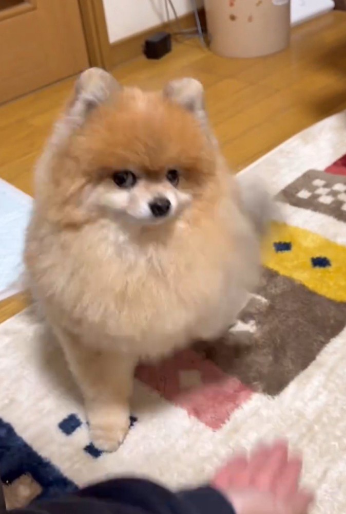 お座りの姿勢から右前足をあげる犬