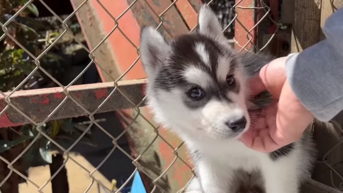 人見知りの子犬