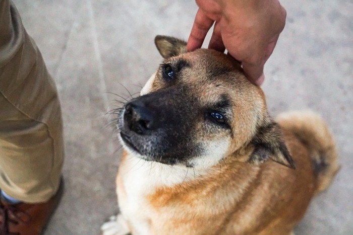 撫でられて目を細める犬