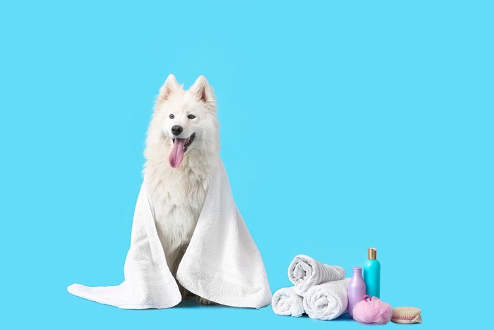 犬のケアグッズ