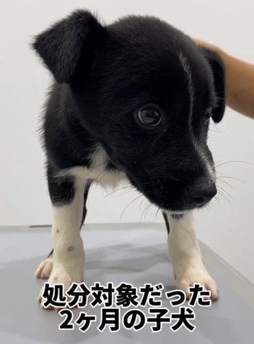 黒い子犬