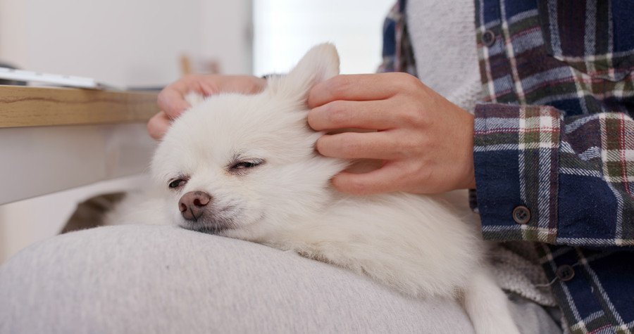 耳をマッサージしてもらう犬