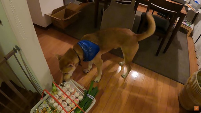 買い物かごのにおいをかぐ犬