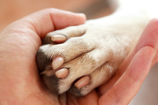 人の手と犬の足