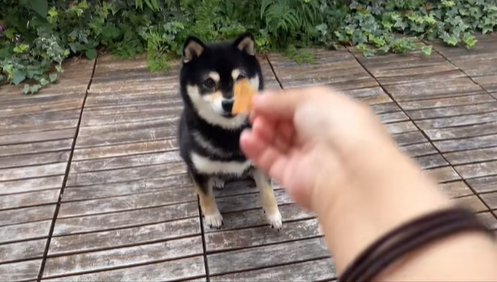 おやつを差し出す飼い主と柴犬