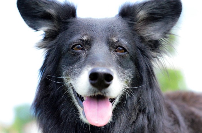 微笑んでいる黒い犬