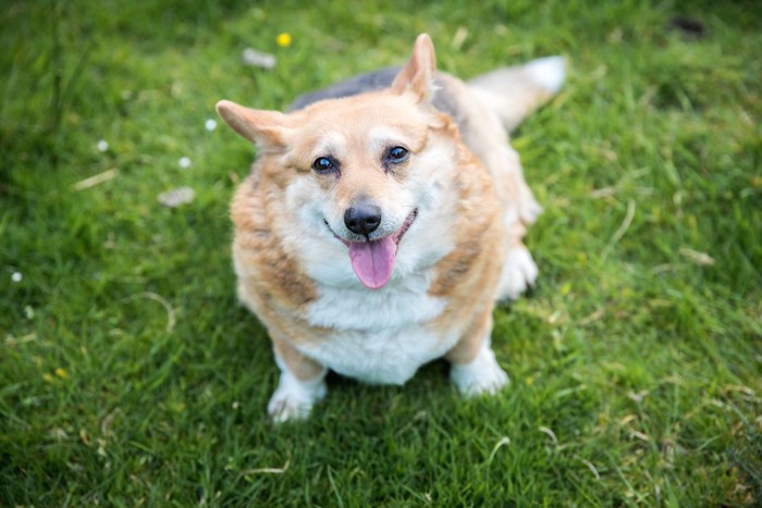 芝生に座る太り気味な犬