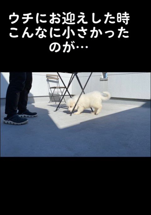 ハクくんの成長2