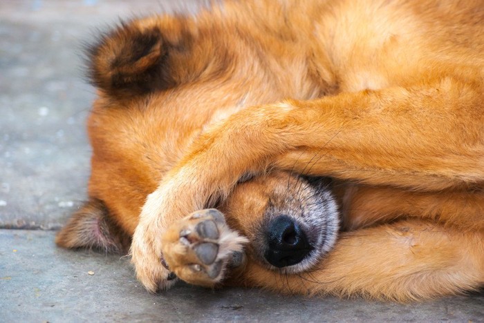 両手で目を覆っている犬