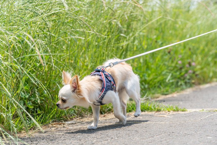 道端の草むらのニオイを嗅ぐチワワ