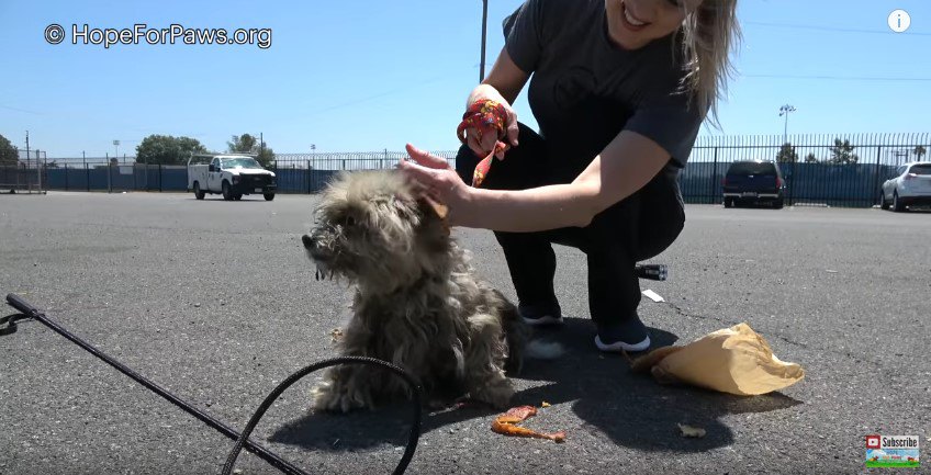 大人しくなった犬