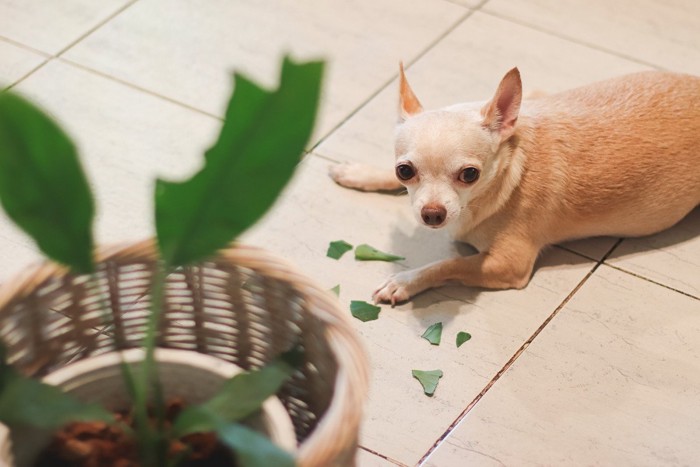 観葉植物の破片