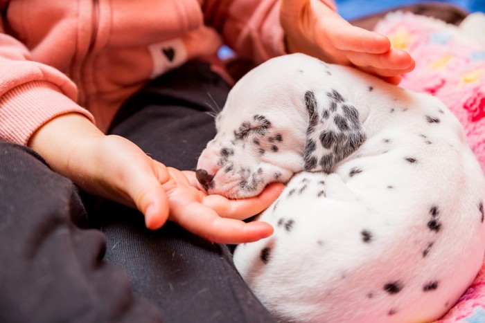 抱っこされたまま眠るダルメシアンの子犬