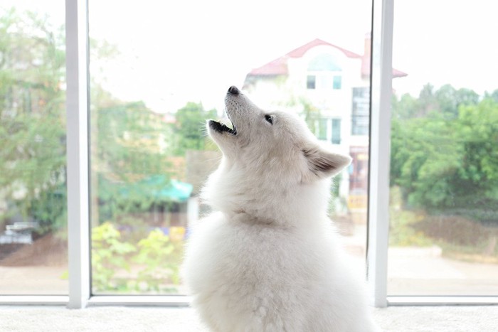 遠吠えする白い犬