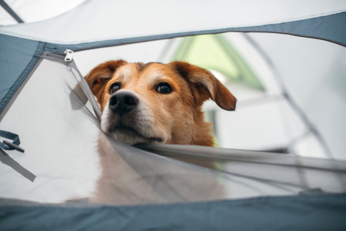 テントから顔を出す犬