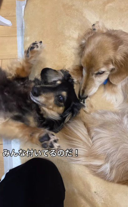 半蔵ちゃんも…