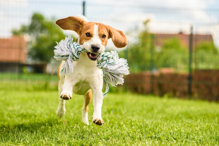 屋外でおもちゃをくわえて走る犬