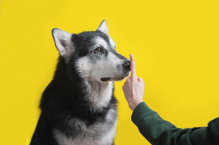 鼻先に指を差し出されている犬