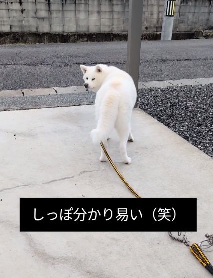 飼い主さんを見るこゆきちゃん