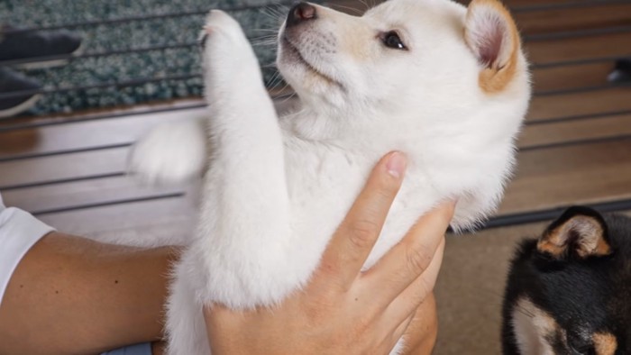 抱っこされる白柴子犬