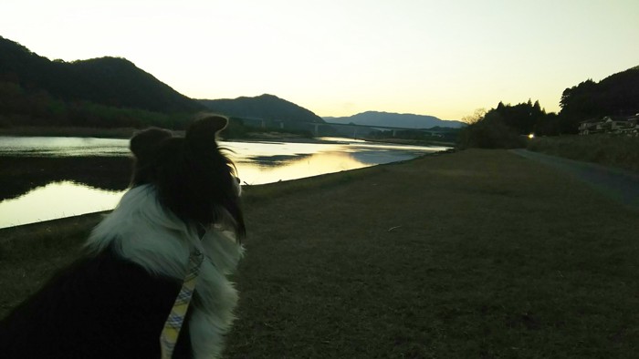 川を見つめる犬