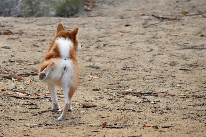 後ろ足を伸ばす柴犬の後ろ姿