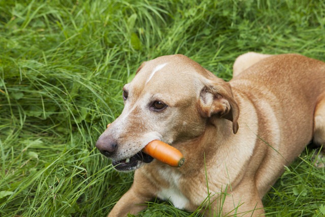 ニンジンをくわえた犬