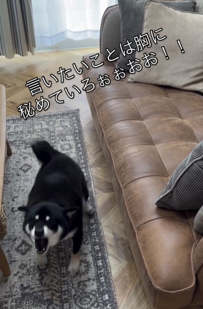 勢いよく前に出る犬
