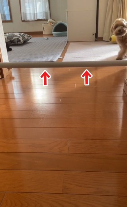 棒を高くした飼い主さん